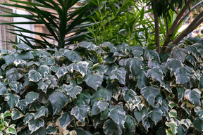 Foto de primer plano de diferentes plantas